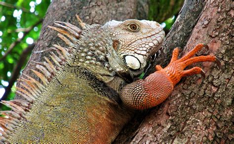  Iguana and the Sun: A Colombian Folk Tale Exploring Themes of Curiosity, Greed, and Nature's Balance